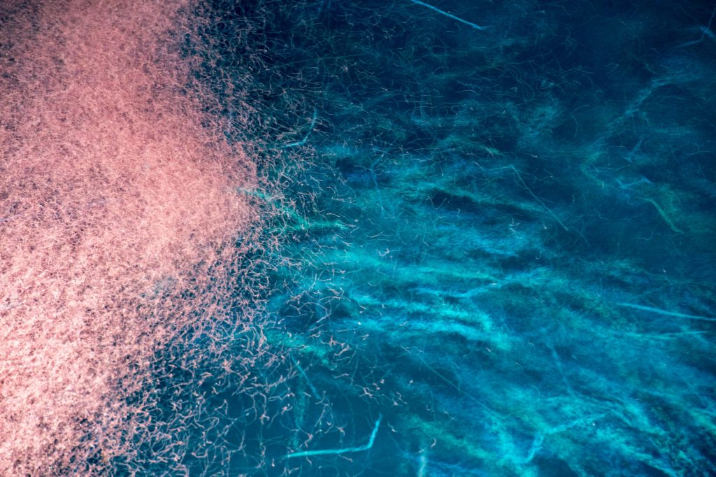 KRILL MACRO AT NIGHT